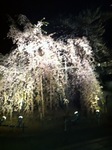IMG_5190.jpg