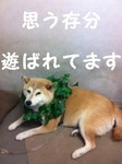 happa3.jpg
