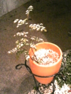 DVC00280.jpg